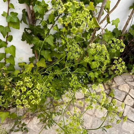 펜션 Patio Da Varzea