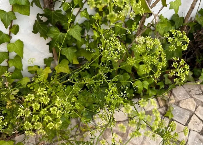 Holiday home Patio Da Varzea